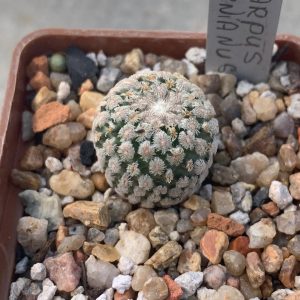 Turbinicarpus valdezianus