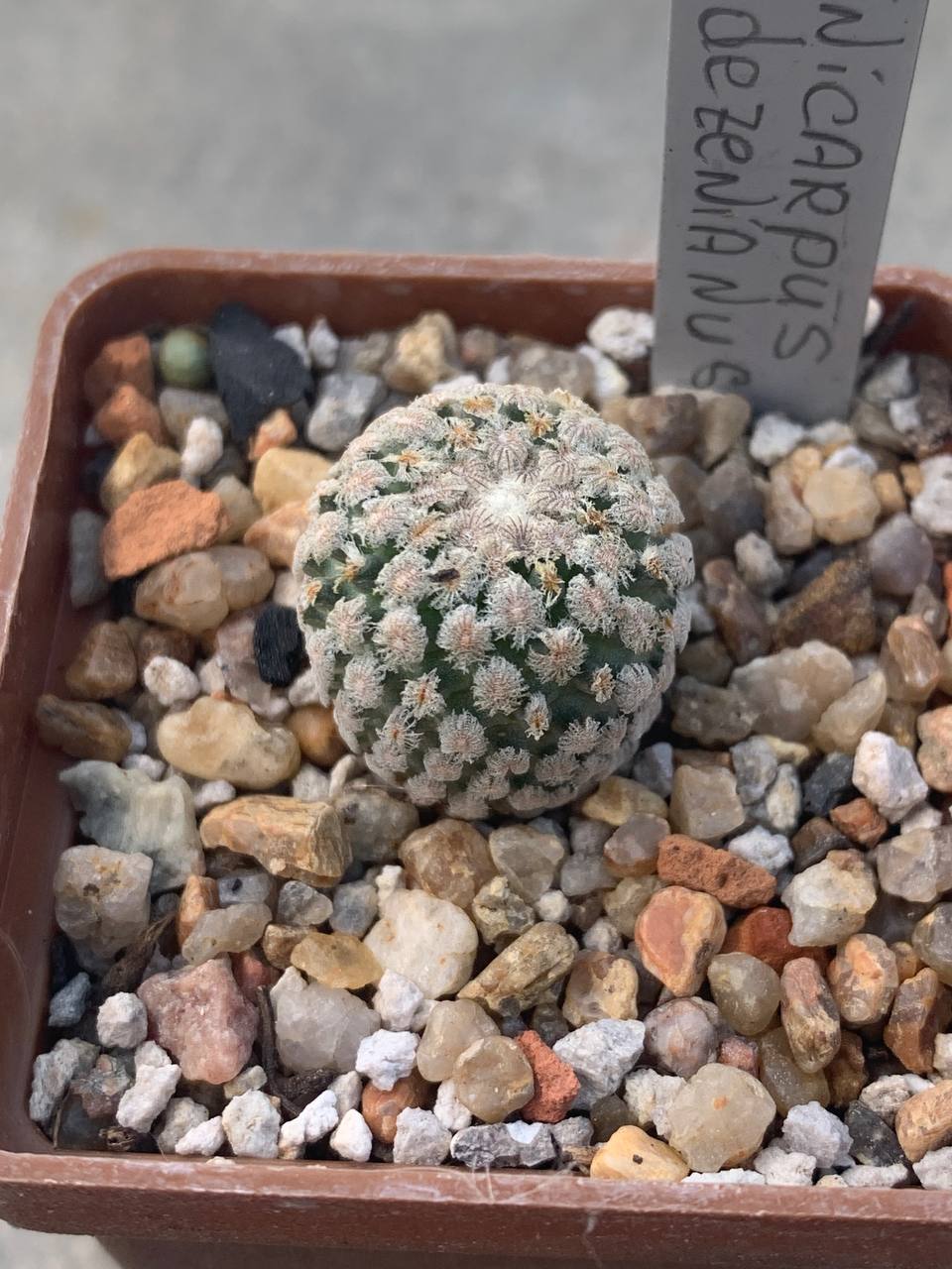 Turbinicarpus valdezianus