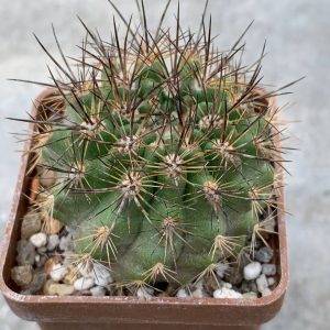 Neochilenia chilensis