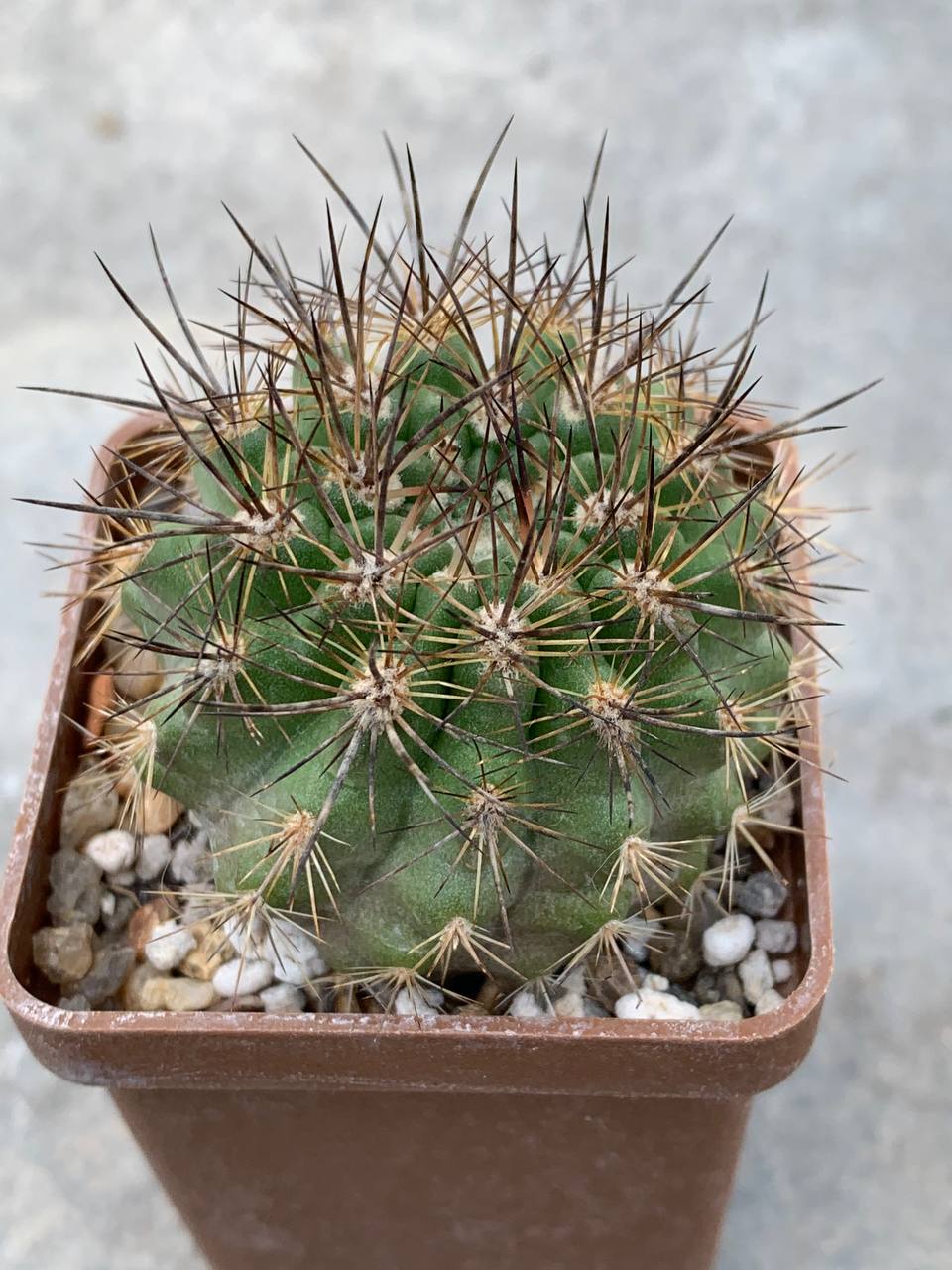 Neochilenia chilensis