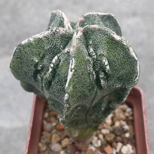 Astrophytum myriostigma Fukuryu variegata