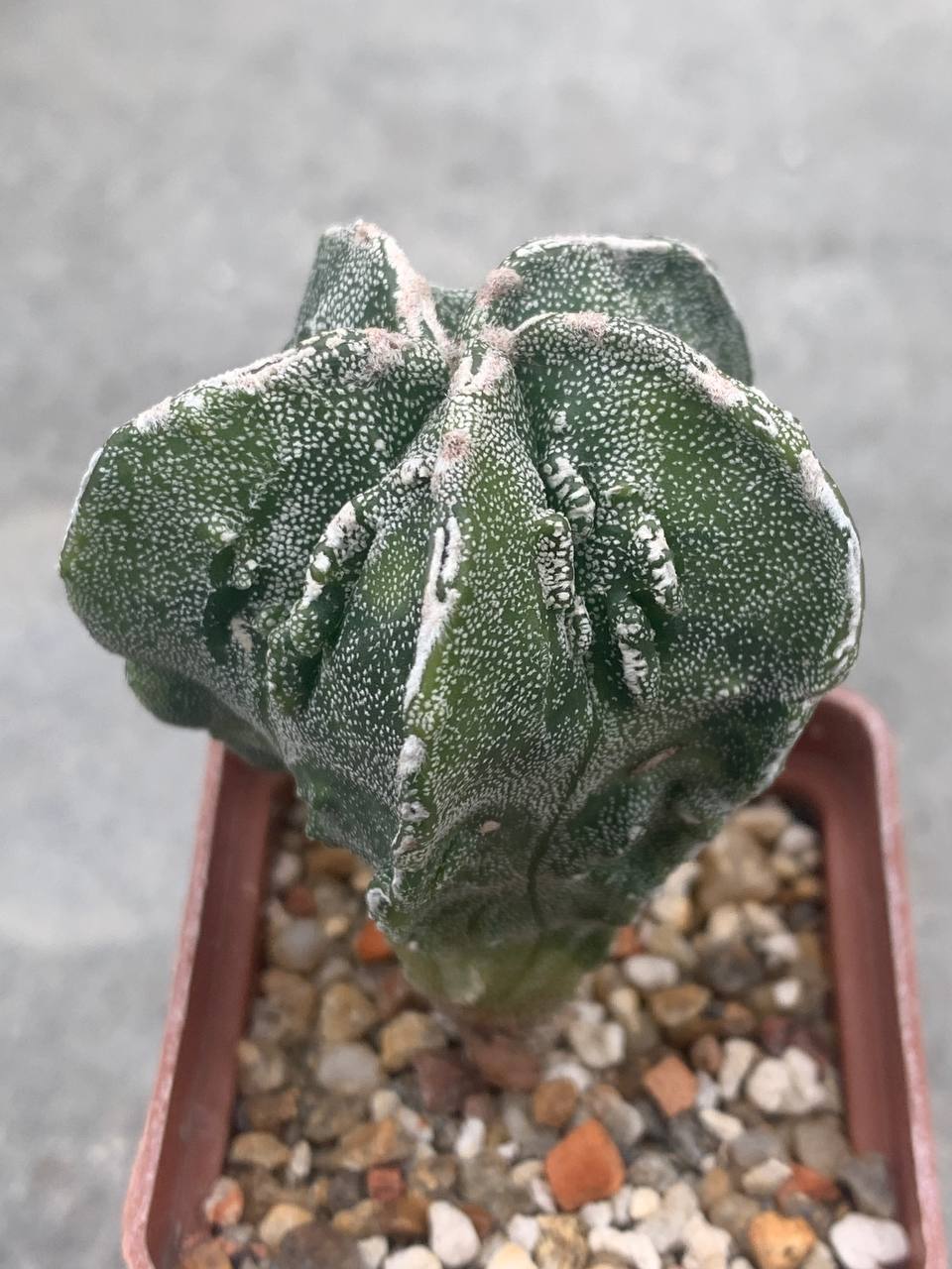 Astrophytum myriostigma Fukuryu variegata