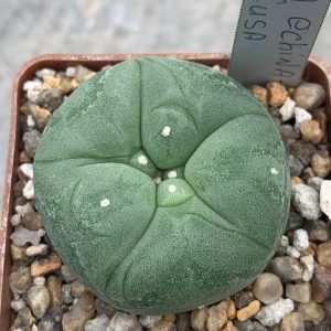 Lophophora echinata var. diffusa