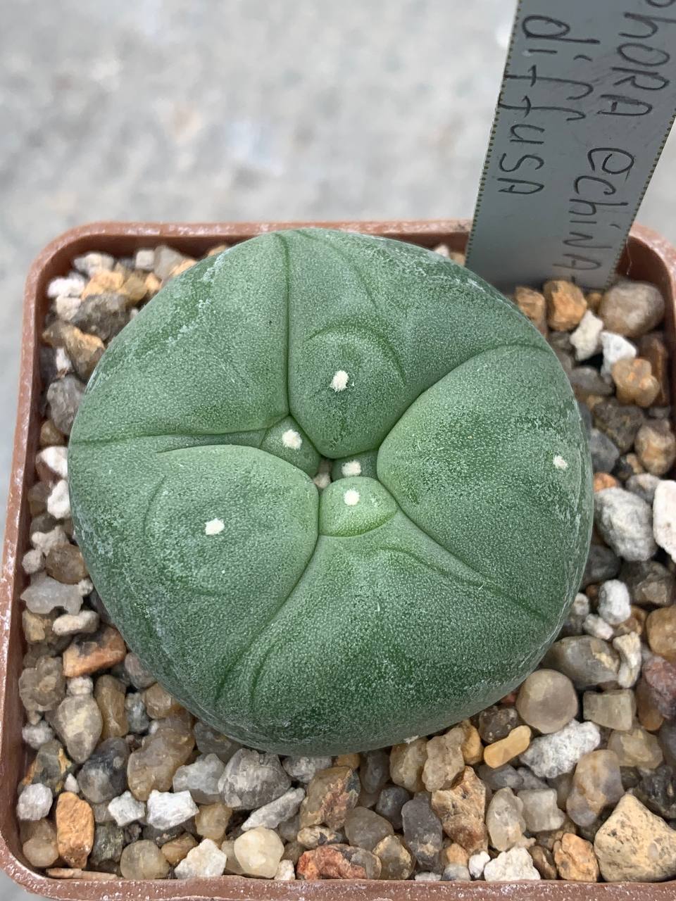 Lophophora echinata var. diffusa