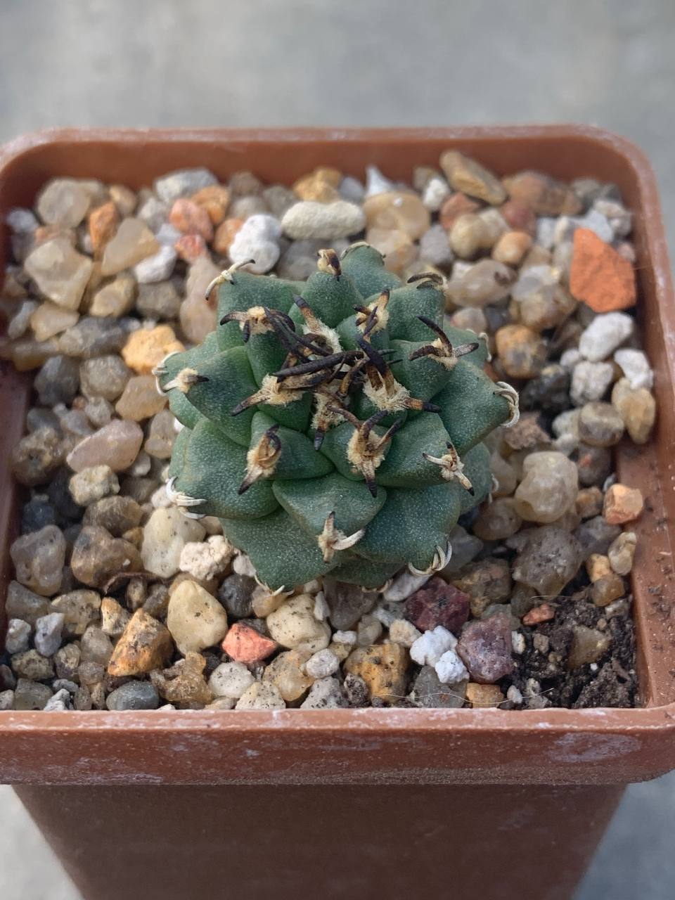 Turbinicarpus alonsoi
