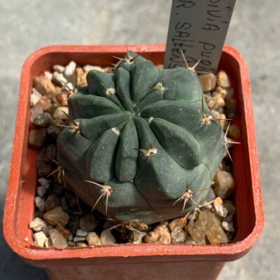 Lobivia pugionacantha var. salitrensis WR 92