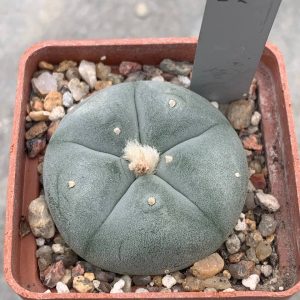 Lophophora williamsii