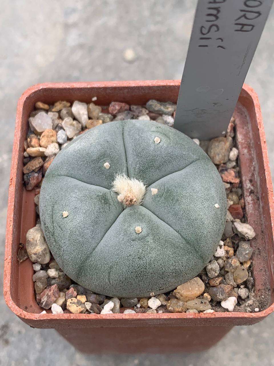 Lophophora williamsii