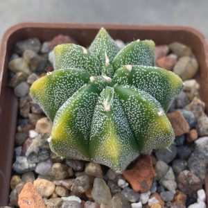 Astrophytum myriostigma fa variegata