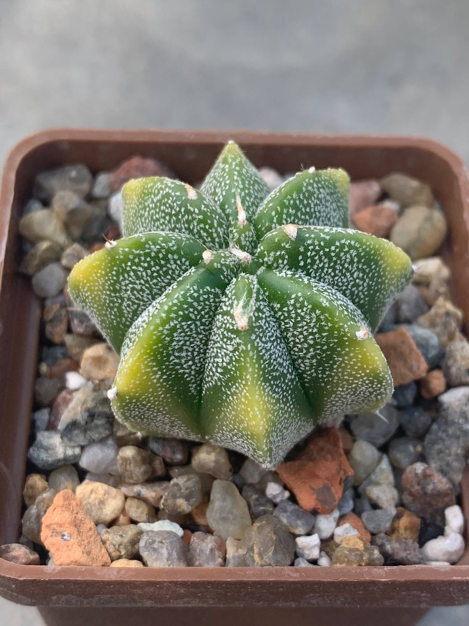 Astrophytum myriostigma fa variegata