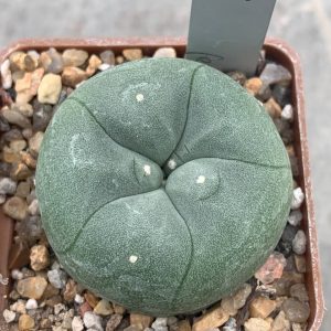 Lophophora echinata var. diffusa	Lophophora echinata var. diffusa