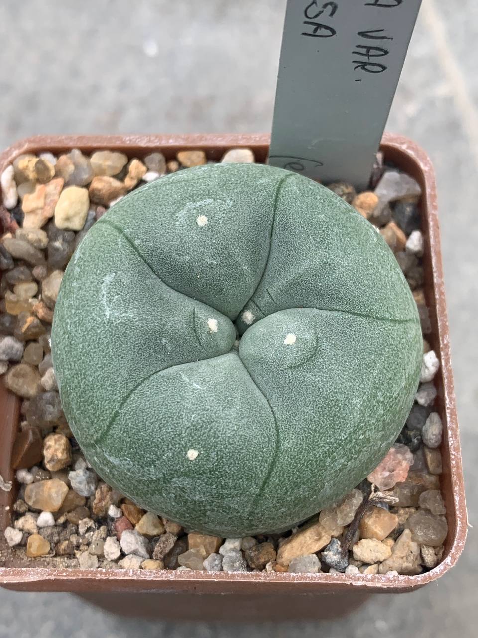 Lophophora echinata var. diffusa Lophophora echinata var. diffusa