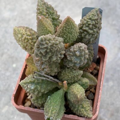 Adromischus marianiae ‘herrei’ (Willowmore) x