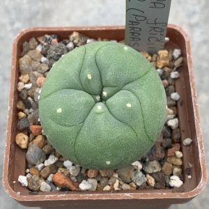 Lophophora fricii MK 27,82 (Parras de la fuente)