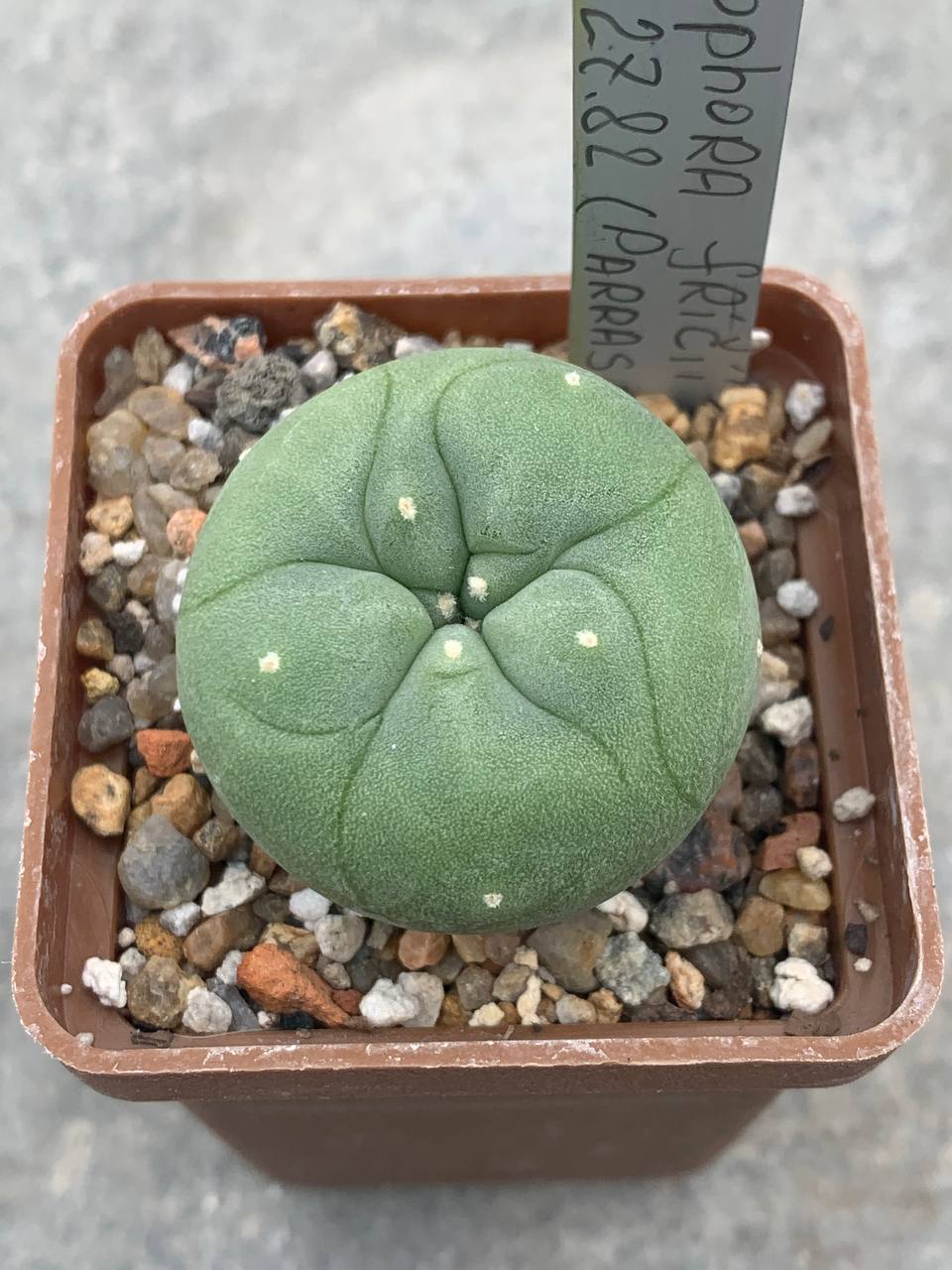 Lophophora fricii MK 27,82 (Parras de la fuente)