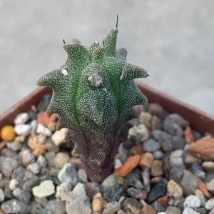 Astrophytum myriostigma *Kikko*