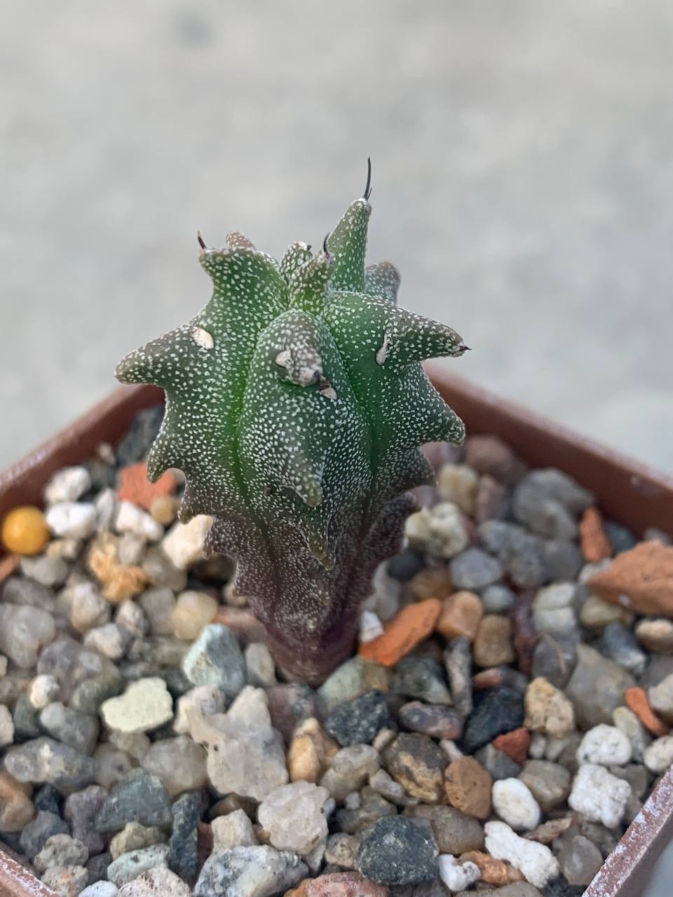 Astrophytum myriostigma *Kikko*