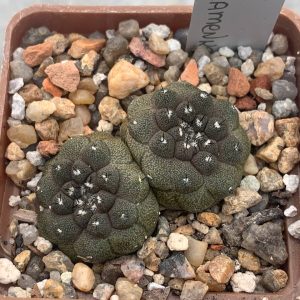 Copiapoa hypogaea (Flamenko, Chile)
