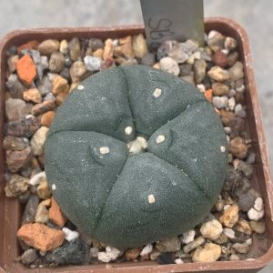 Lophophora williamsii SB 854 (Starr, Co)
