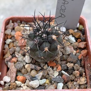 Copiapoa griseoviolacea