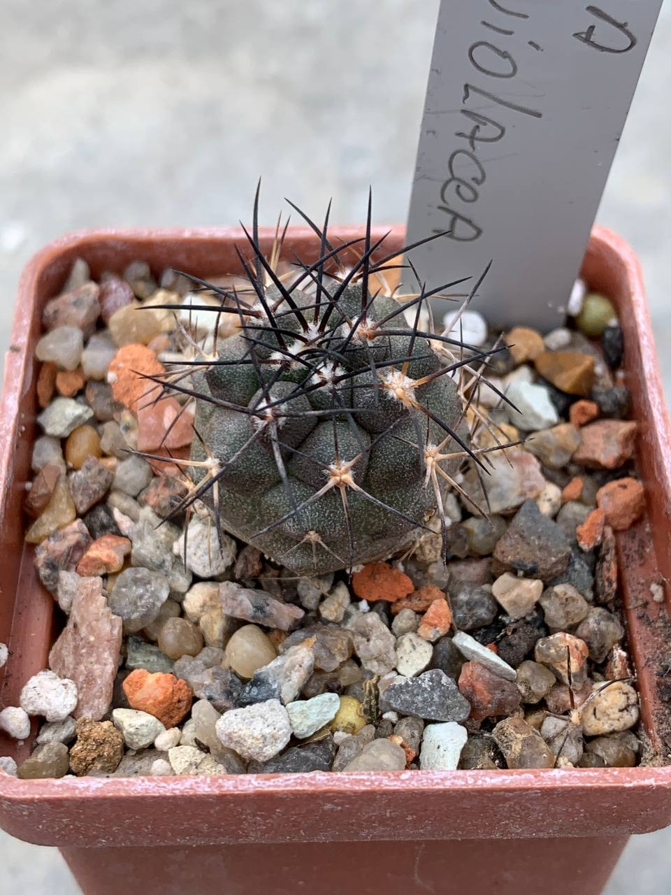 Copiapoa griseoviolacea