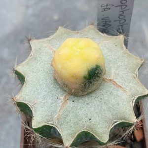 Lophophora variegata Thailand