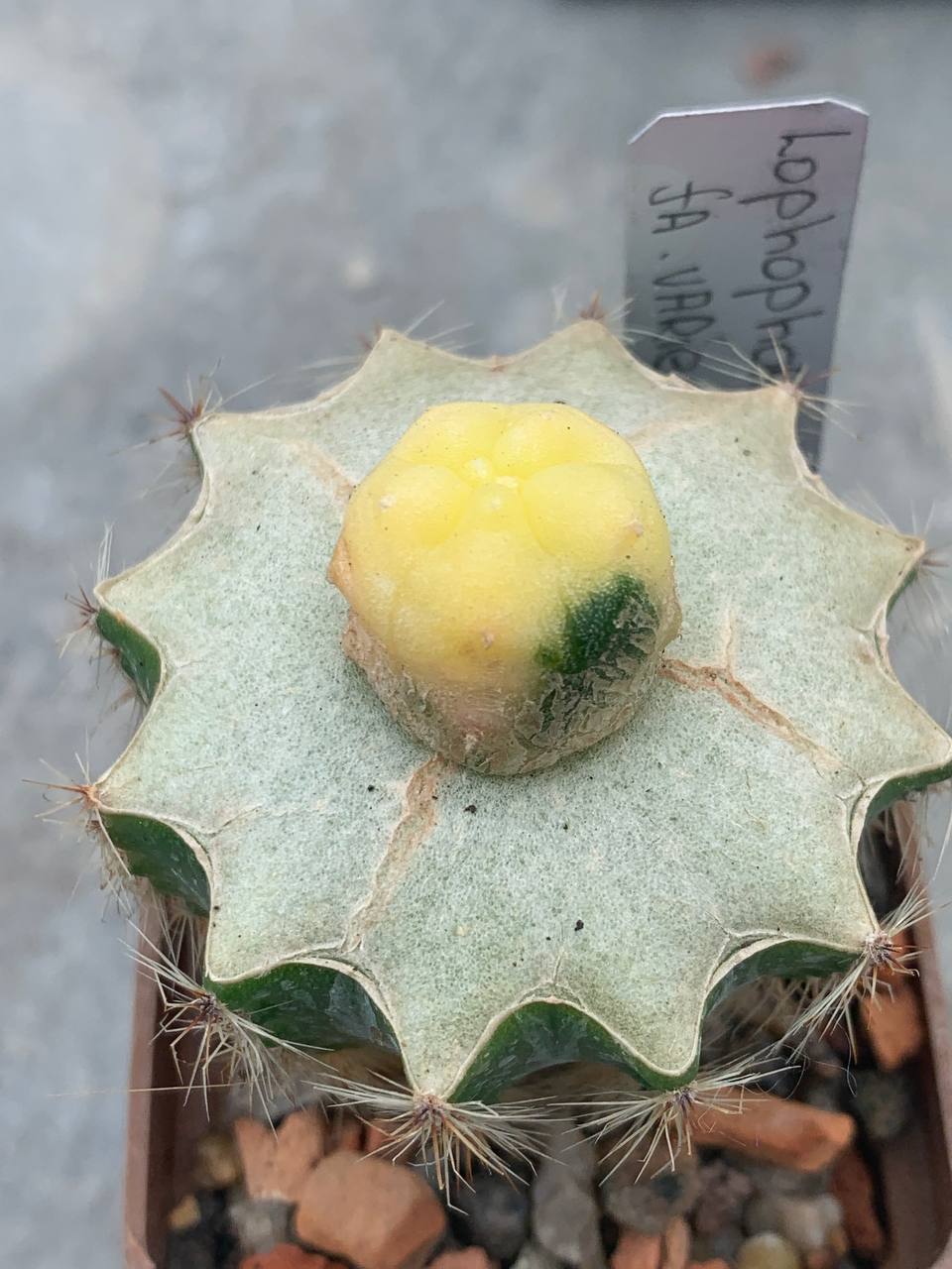 Lophophora variegata Thailand