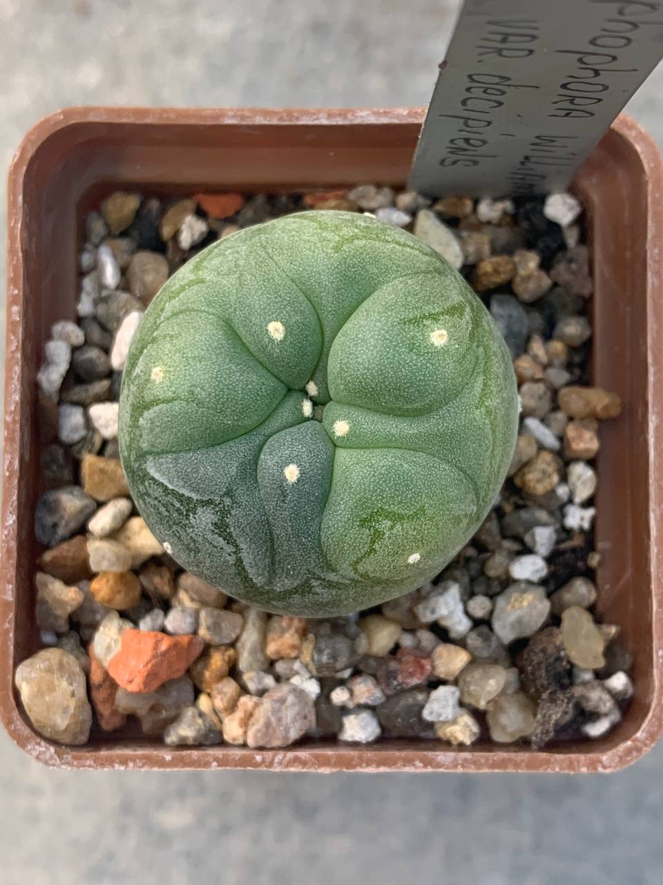 Lophophora williamsii var decipiens variegata