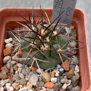 Copiapoa echinoides (Totoral)