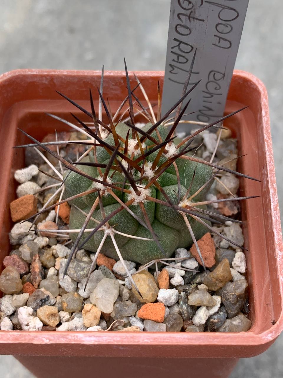 Copiapoa echinoides (Totoral)