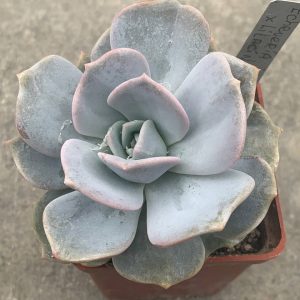 Echeveria lilacina x lauii