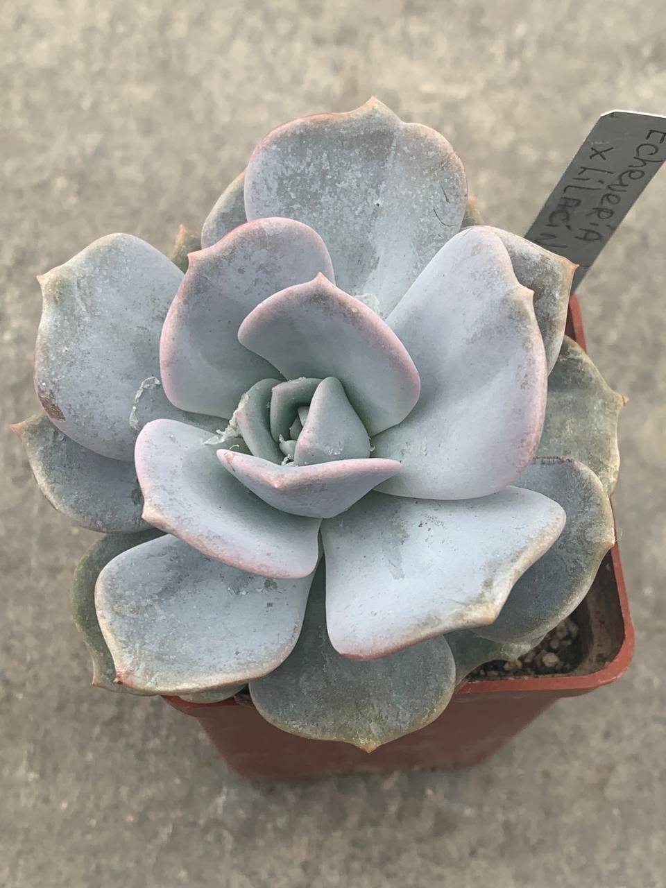 Echeveria lilacina x lauii