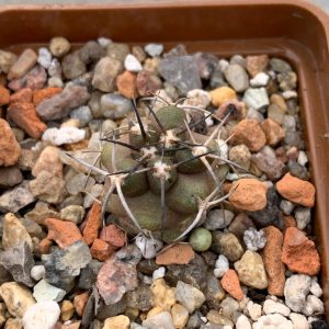 Copiapoa fiedleriana x fusca
