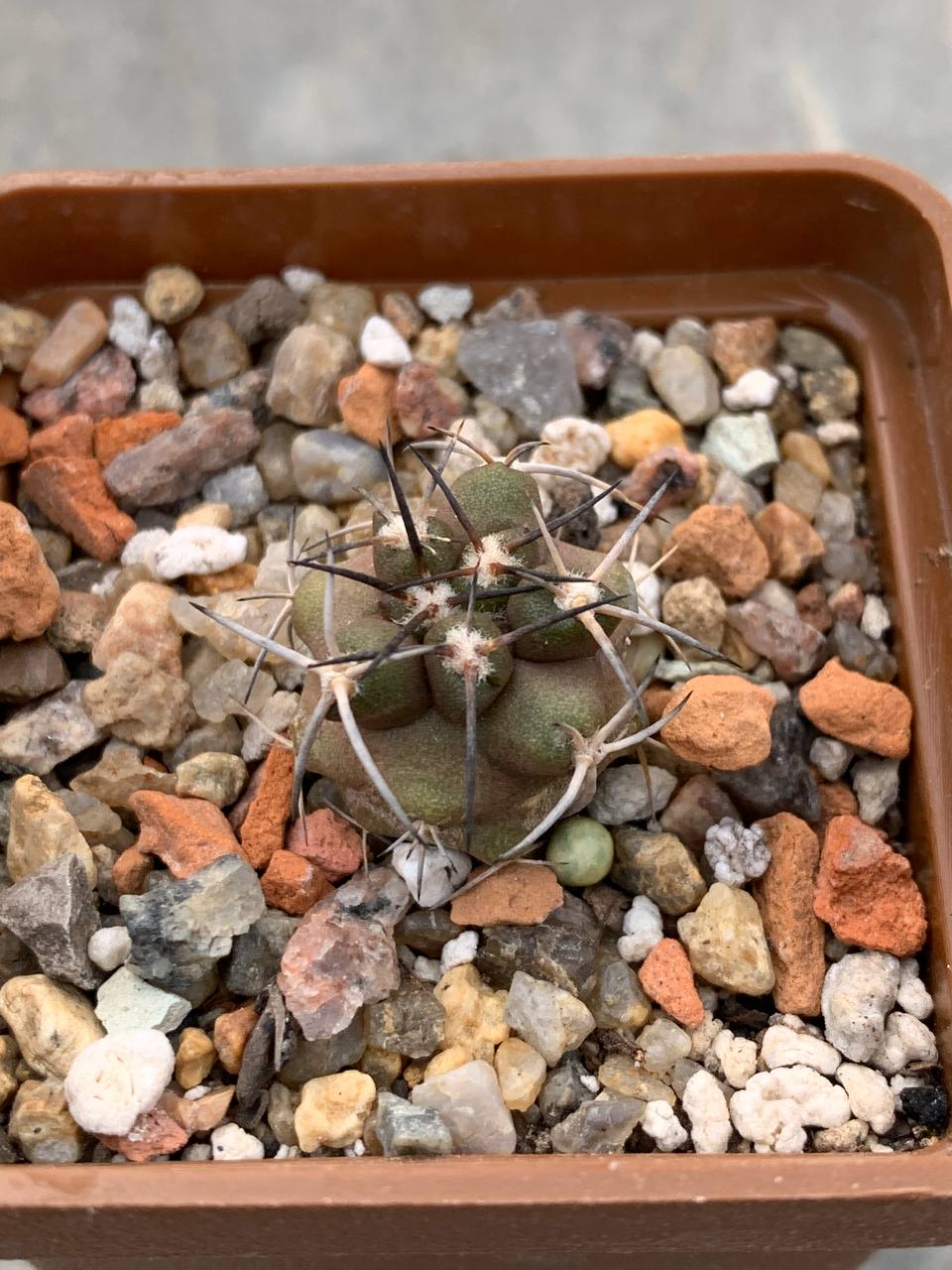 Copiapoa fiedleriana x fusca
