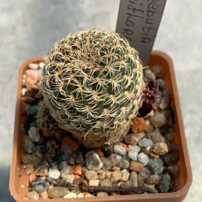 Sulcorebutia breviflora L314