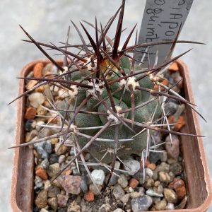 Copiapoa coquimbana (El Trapiche)