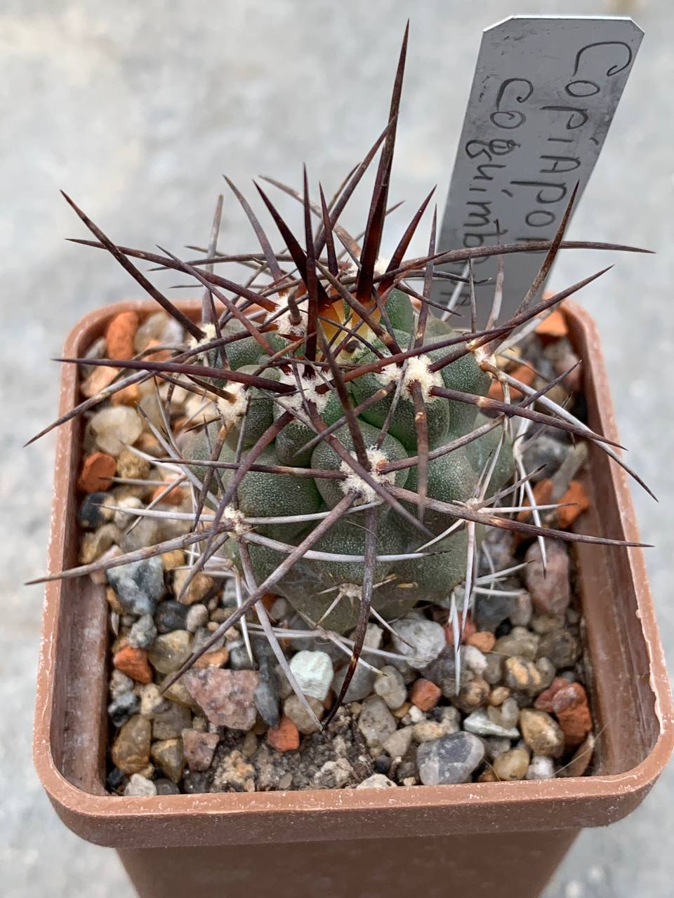 Copiapoa coquimbana (El Trapiche)