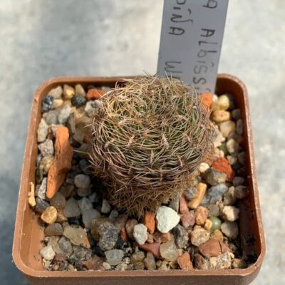 Sulcorebutia albissima var brunispina WK 699
