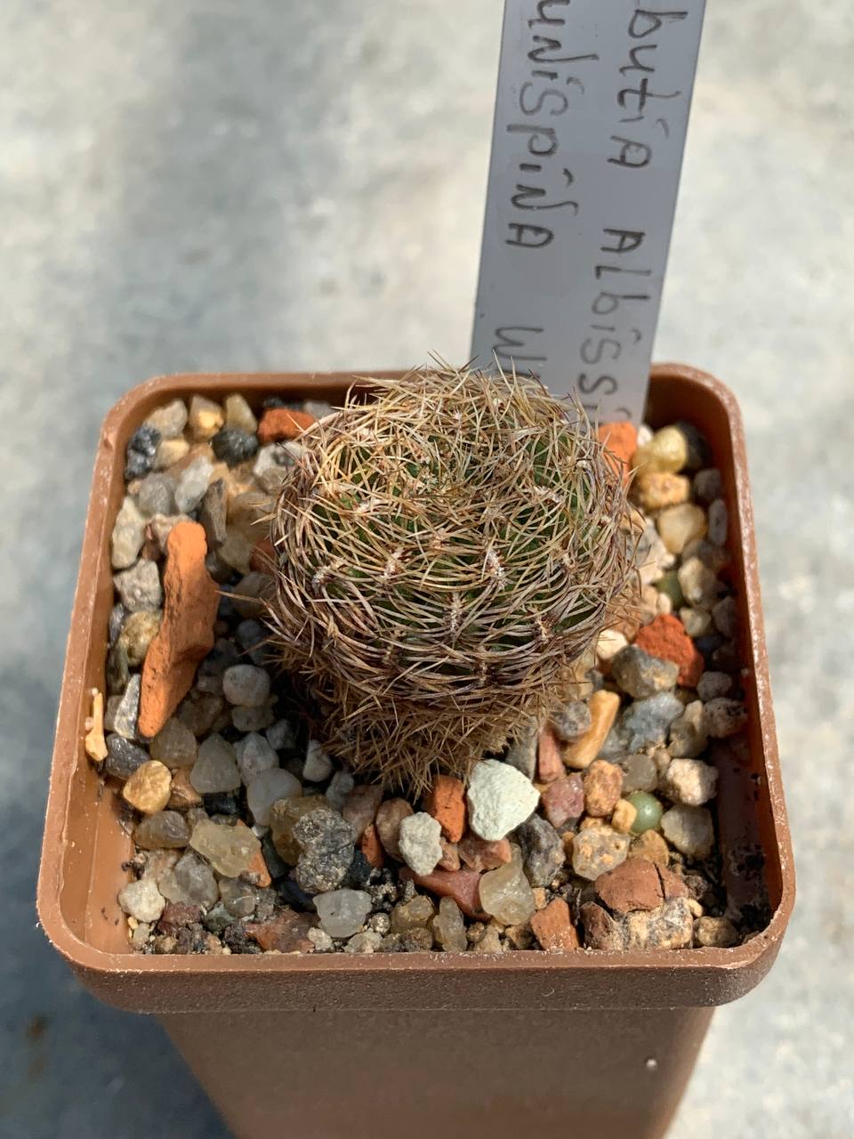 Sulcorebutia albissima var brunispina WK 699
