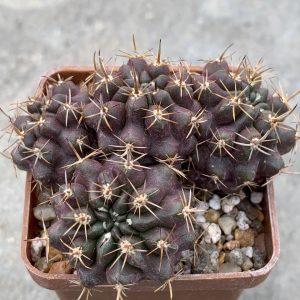 Horridocactus curvispinus var. mutabilis