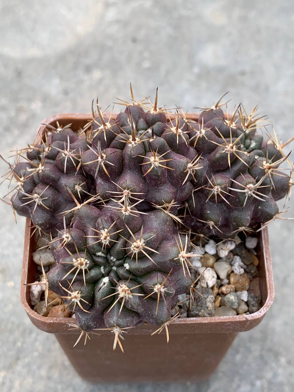 Horridocactus curvispinus var. mutabilis