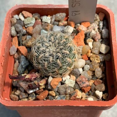 Sulcorebutia albissima HS 13