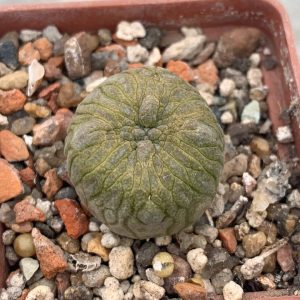 Pseudolithos cubiformis