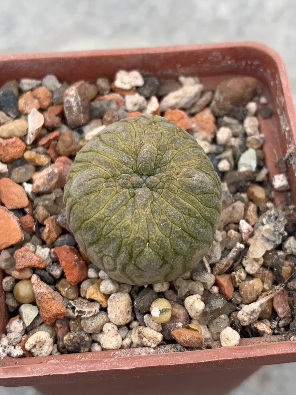 Pseudolithos cubiformis