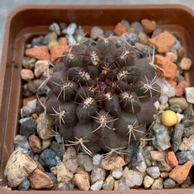 Neochilenia napina FR 249