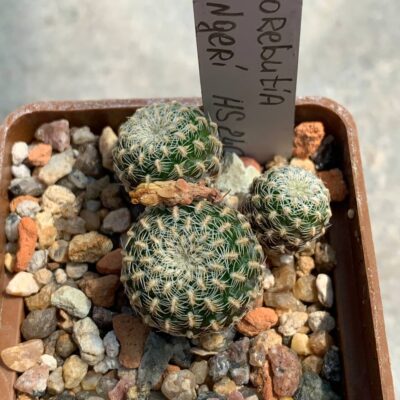 Sulcorebutia langeri HS 240