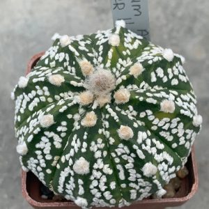 Astrophytum asterias “Super Kabuto” hybr