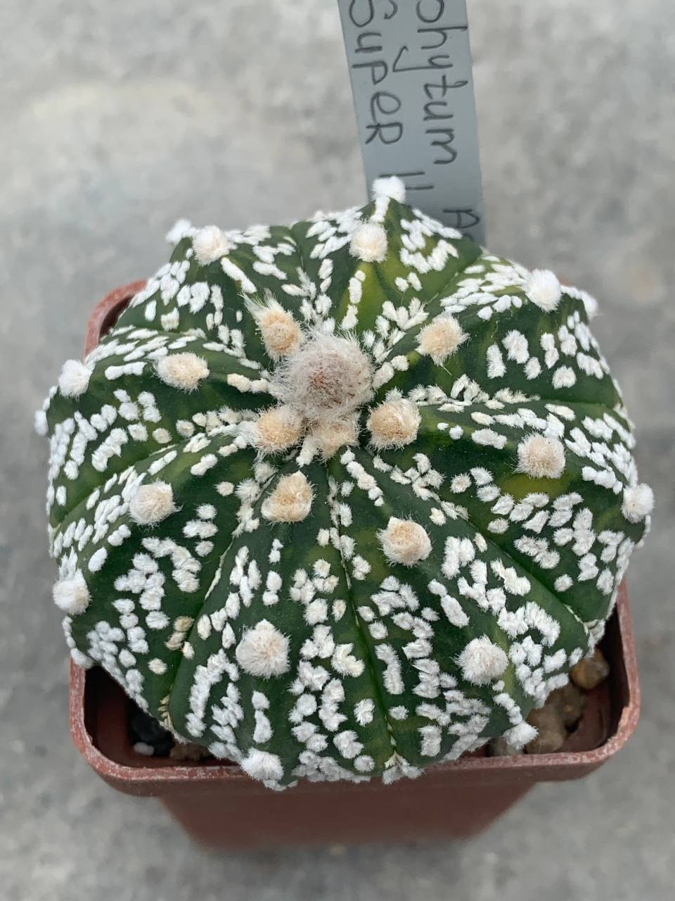 Astrophytum asterias “Super Kabuto” hybr