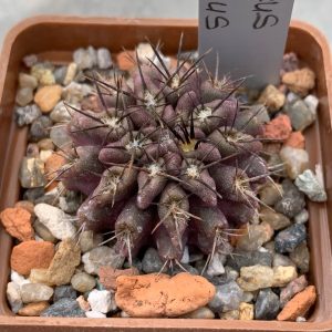 Pyrrhocactus floccosus