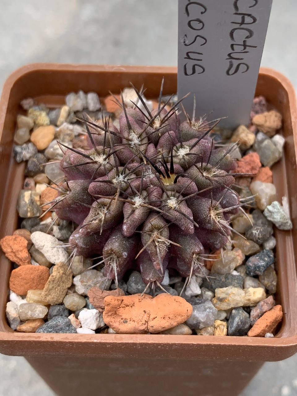 Pyrrhocactus floccosus